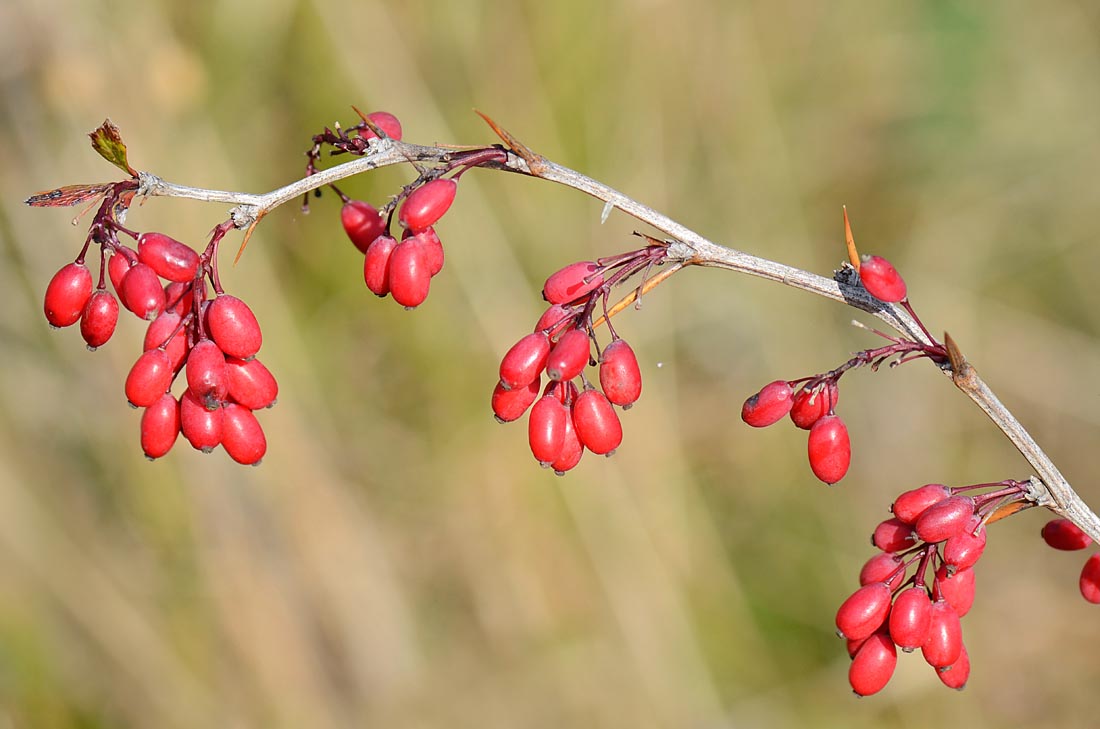 Berberis vulgaris, frutti e fiori